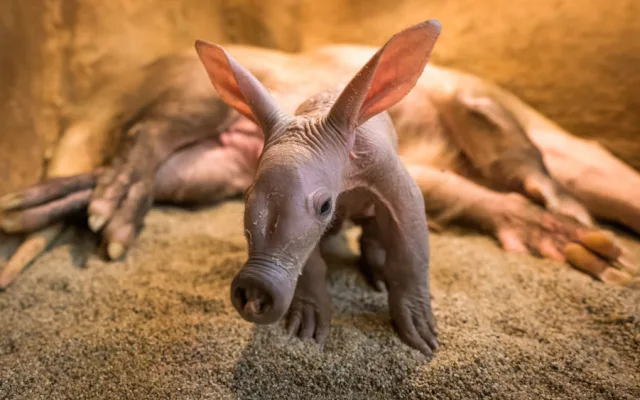 Návštěvníci pražské zoo už mohou vidět malého hrabáče
