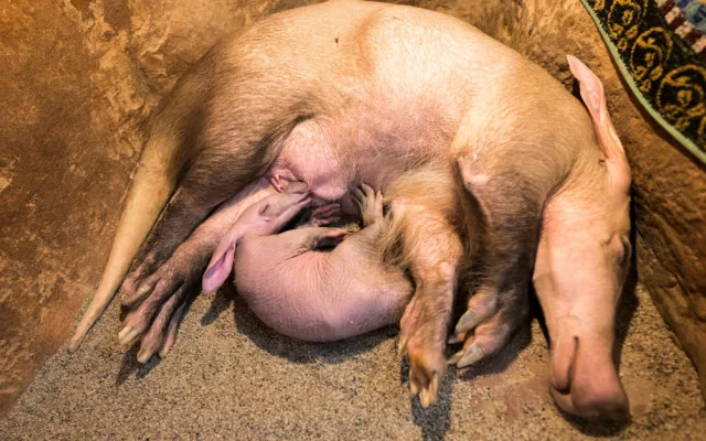 Návštěvníci pražské zoo už mohou vidět malého hrabáče