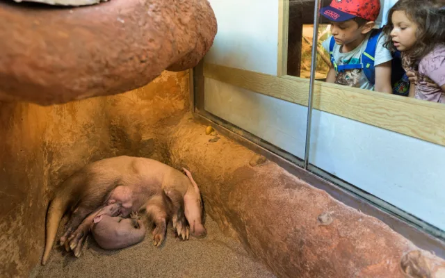 Návštěvníci pražské zoo už mohou vidět malého hrabáče