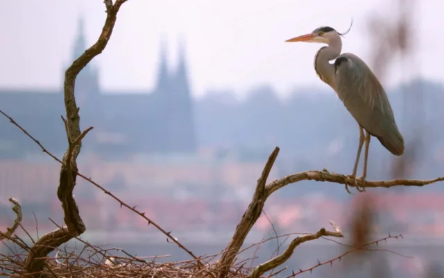 Jak se točí mufloni v nemocnici? Předstírali jsme nezájem, říká režisér Planety Praha