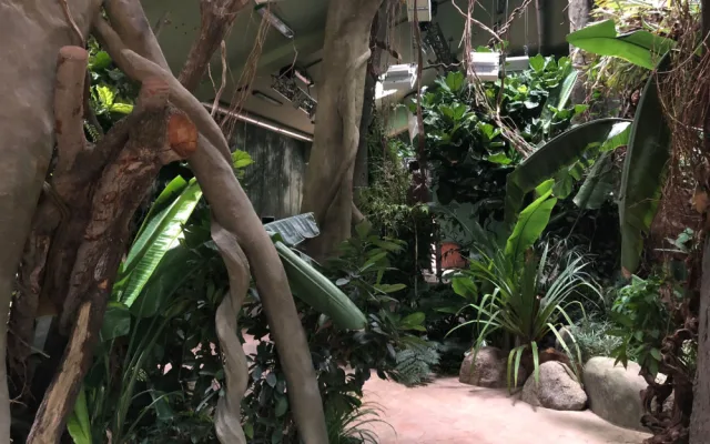 Nový pavilon goril v pražské zoo provede návštěvníky kamerunskou džunglí