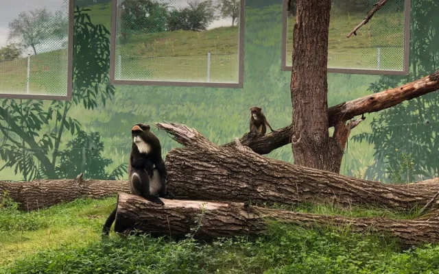 Nový pavilon goril v pražské zoo provede návštěvníky kamerunskou džunglí