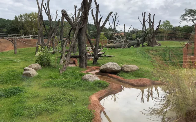 Nový pavilon goril v pražské zoo provede návštěvníky kamerunskou džunglí