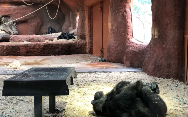 Nový pavilon goril v pražské zoo provede návštěvníky kamerunskou džunglí