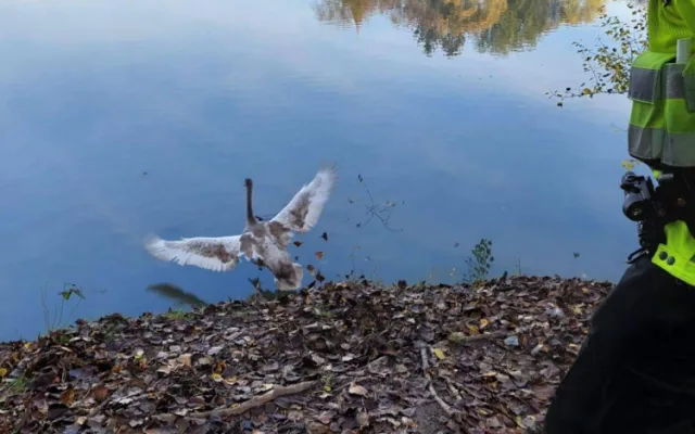 Labuť zabloudila do parku, kde na ni útočili psi. Zachránila ji kolemjdoucí