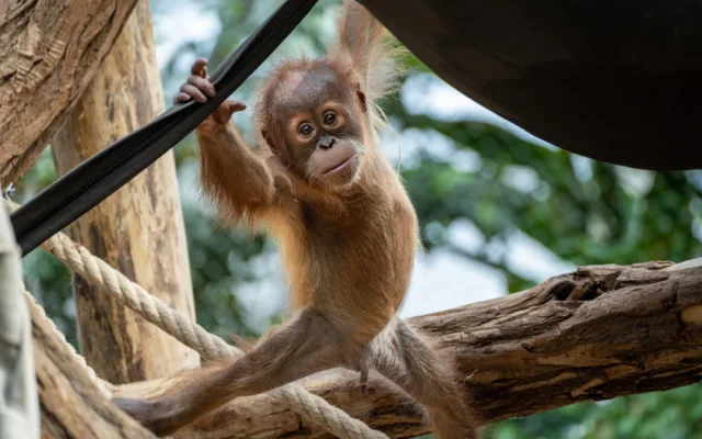 Zoo Praha