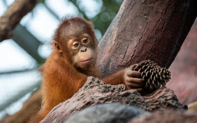 Zoo Praha