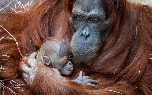 Zoo Praha
