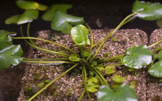 V pražské botanické zahradě vystavují nejvzácnější leknín světa. Je to nejmenší druh