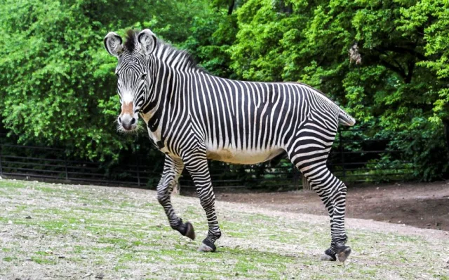 Pražská zoo představila zvířecí sirotky, lidé je mohou adoptovat a finančně podpořit