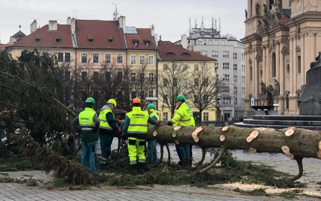 VIDEO: Pražský vánoční strom šel k zemi. Budou z něj