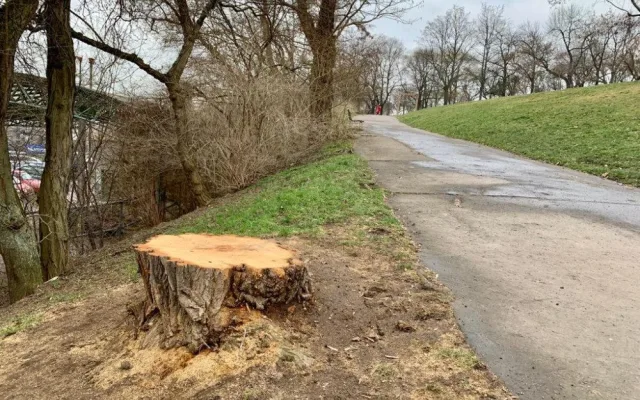 Na Vítkově jde k zemi přes sedmdesát stromů. Na jaře má začít revitalizace