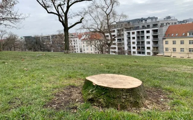 Na Vítkově jde k zemi přes sedmdesát stromů. Na jaře má začít revitalizace