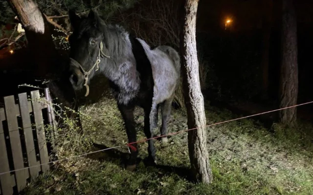 U dětského hřiště v Praze našli lidé koně. Někdo ho ukradl z ohrady