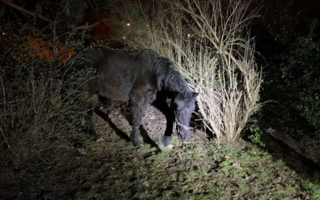 U dětského hřiště v Praze našli lidé koně. Někdo ho ukradl z ohrady