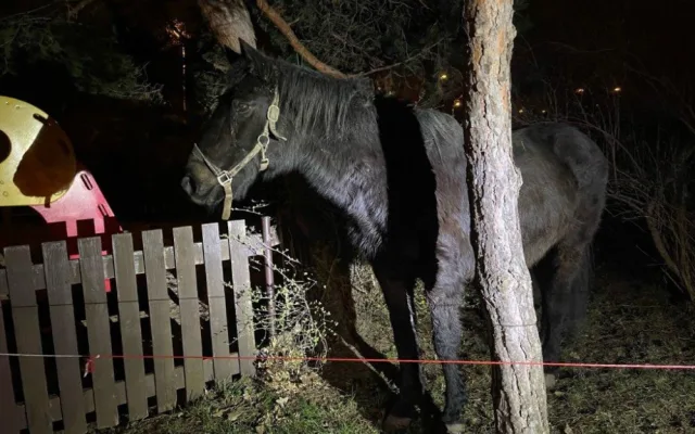 U dětského hřiště v Praze našli lidé koně. Někdo ho ukradl z ohrady