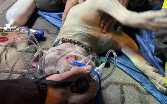 VIDEO: Při požáru v Praze zemřeli dva psi, hasiči jim dávali první pomoc