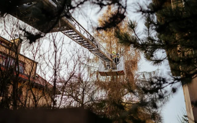 VIDEO: Zvířátko na víkend. Pražští hasiči zachránili kočku ze stromu