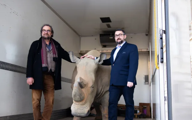 Nejznámější nosorožec světa se stěhuje z Národního muzea do Afriky
