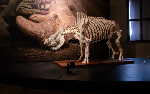 Nejznámější nosorožec světa se stěhuje z Národního muzea do Afriky
