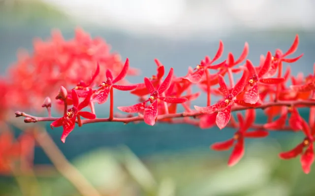 „Každá rostlina je jiná,“ říká kurátorka výstavy orchidejí Romana Rybková