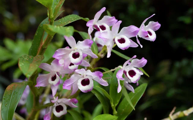 „Každá rostlina je jiná,“ říká kurátorka výstavy orchidejí Romana Rybková