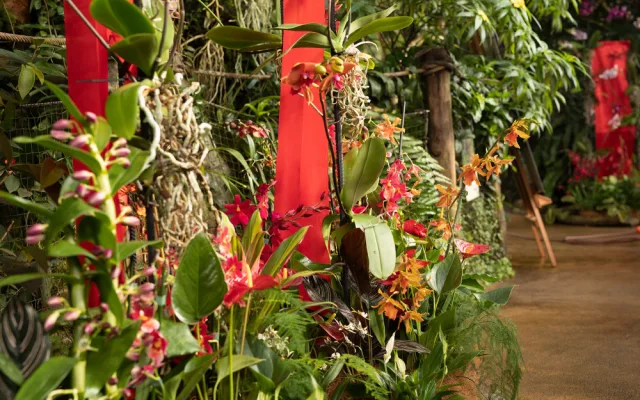 „Každá rostlina je jiná,“ říká kurátorka výstavy orchidejí Romana Rybková