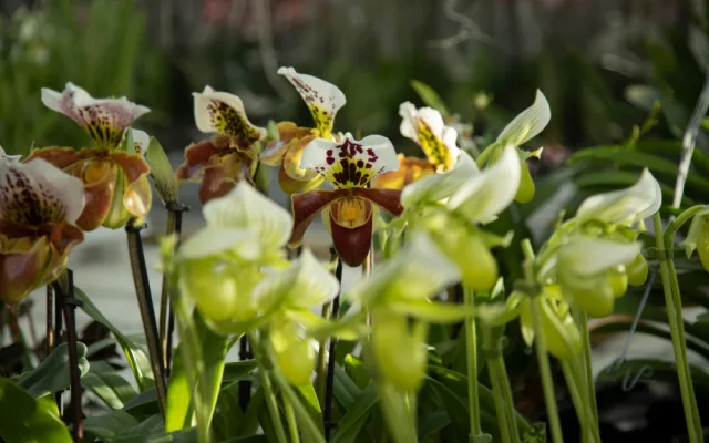 „Každá rostlina je jiná,“ říká kurátorka výstavy orchidejí Romana Rybková