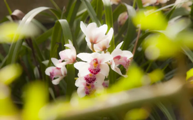 „Každá rostlina je jiná,“ říká kurátorka výstavy orchidejí Romana Rybková