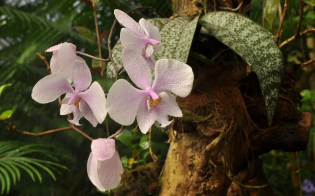 „Každá rostlina je jiná,“ říká kurátorka výstavy orchidejí Romana Rybková