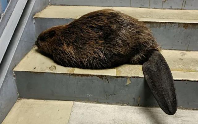 Bobr bloudil na autobusovém nádraží na Florenci. Strážníci ho vrátili k Vltavě