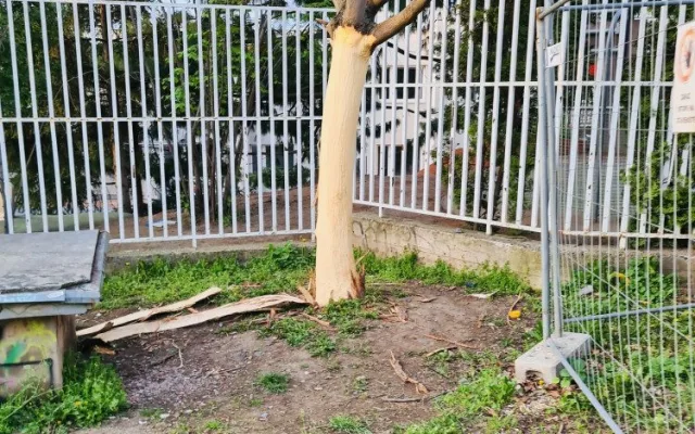 Vandal likviduje stromy na Žižkově. Strhává jim kůru