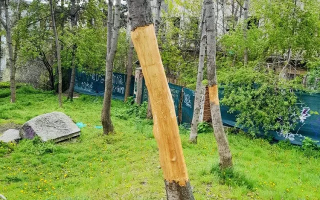 Vandal likviduje stromy na Žižkově. Strhává jim kůru