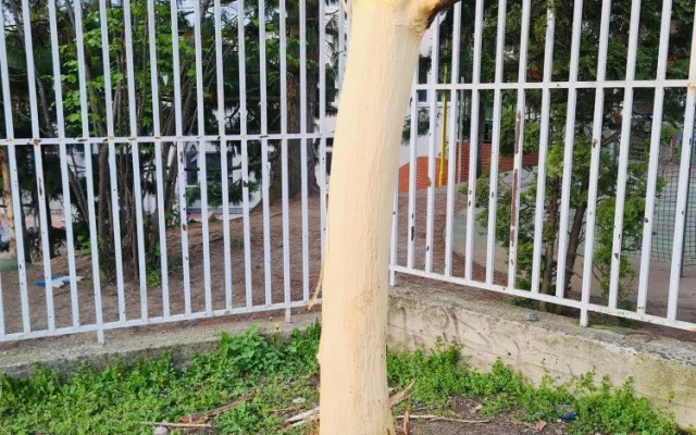 Vandal likviduje stromy na Žižkově. Strhává jim kůru