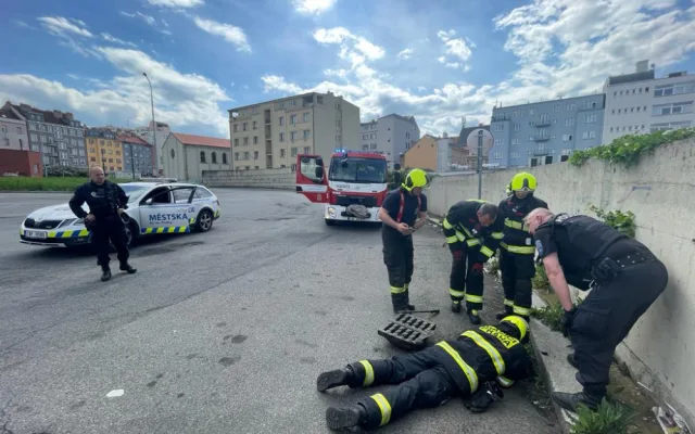 Kachna ztratila cestou přes kanál sedm potomků. Všechny se podařilo zachránit