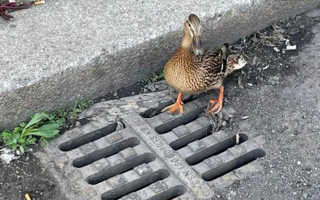 Kachna ztratila cestou přes kanál sedm potomků. Všechny se podařilo zachránit