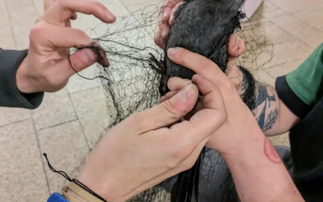 Kavka zabloudila a strávila dva týdny ve stanici metra. Teď jí lidé pomáhají sbírkou