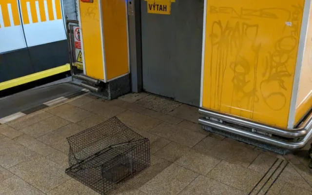 Kavka zabloudila a strávila dva týdny ve stanici metra. Teď jí lidé pomáhají sbírkou
