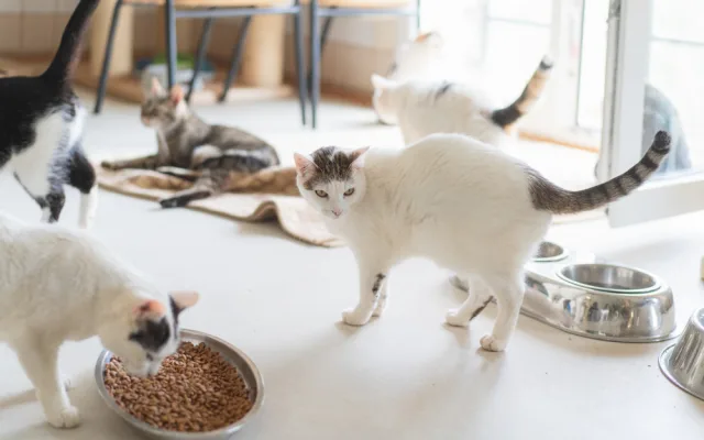V horním patře domku probíhá pet terapie
