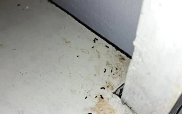 Myší trus, špinavé mrazáky, zanedbaný úklid. Kuchyň pražské hospody zavřela inspekce