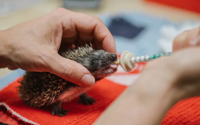 Pražská záchranná stanice má v péči stovky mládať, potřebuje pro ně textil