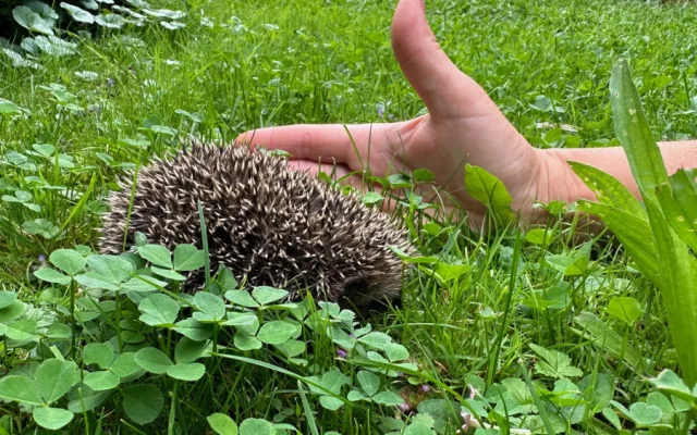 Máme na zahradě rodinku rozkošných ježků. Do záchranné stanice mláďata rozhodně neodneseme