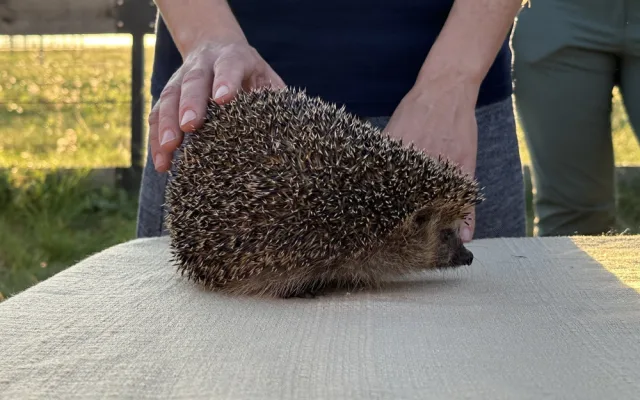 VIDEO: Pražská záchranná stanice vypustila uzdravené poštolky zpět do přírody