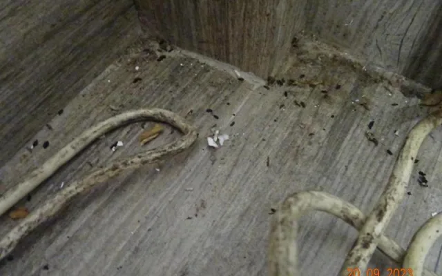 Plíseň, myší bobky. Potravinářská inspekce zavřela v Sapě už čvrtý podnik za měsíc