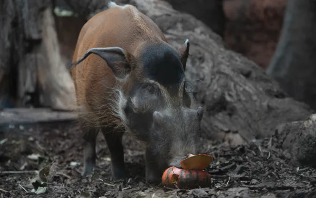 FOTOGALERIE: Dýňová mánie v pražské zoo. Masozřavcům je nadívají kuřaty