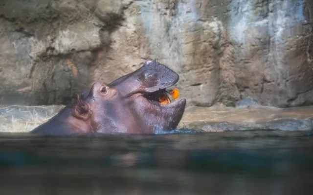 FOTOGALERIE: Dýňová mánie v pražské zoo. Masozřavcům je nadívají kuřaty