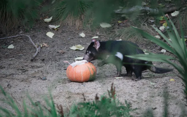 FOTOGALERIE: Dýňová mánie v pražské zoo. Masozřavcům je nadívají kuřaty