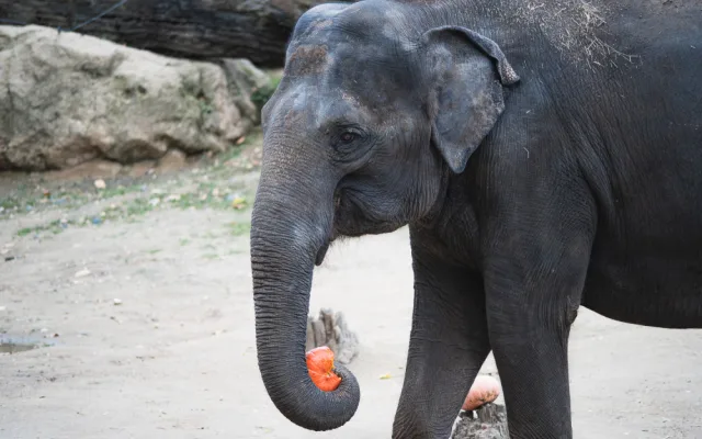 FOTOGALERIE: Dýňová mánie v pražské zoo. Masozřavcům je nadívají kuřaty