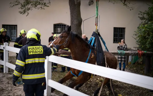 VIDEO: Zraněný kůň se nemohl postavit na nohy. Pomohli mu hasiči s vyprošťovacím autem