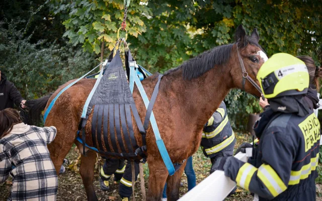 VIDEO: Zraněný kůň se nemohl postavit na nohy. Pomohli mu hasiči s vyprošťovacím autem